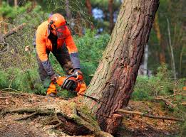 Leaf Removal in Dix Hills, NY